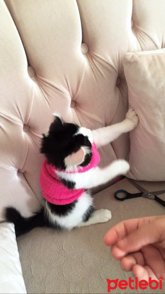 Tuxedo (Smokin) Kedi, Kedi pofi fotoğrafı