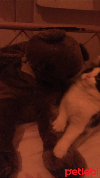 Tuxedo (Smokin) Kedi, Kedi pofi fotoğrafı