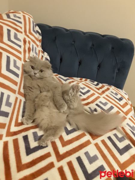 Scottish Fold, Kedi Pofuduk fotoğrafı