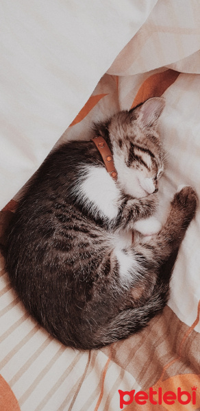 Tekir Kedi, Kedi Murphy fotoğrafı