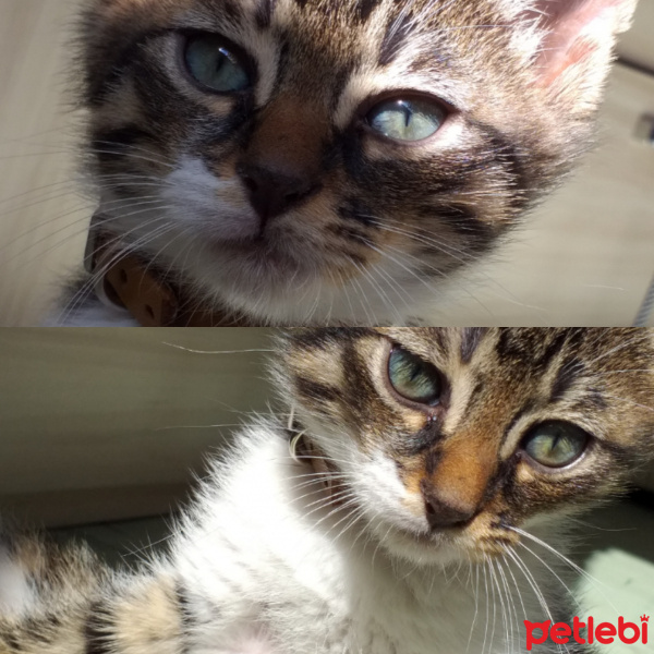 Tekir Kedi, Kedi Murphy fotoğrafı