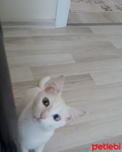 Ankara Kedisi, Kedi  dudu fotoğrafı