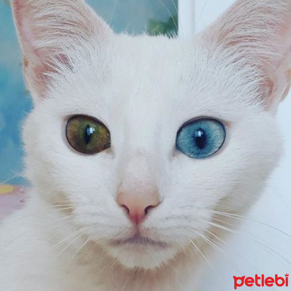 Ankara Kedisi, Kedi  dudu fotoğrafı