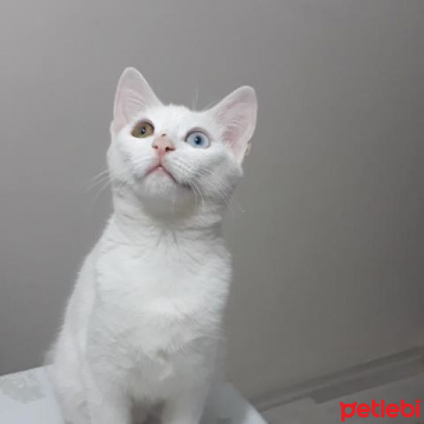 Ankara Kedisi, Kedi  dudu fotoğrafı