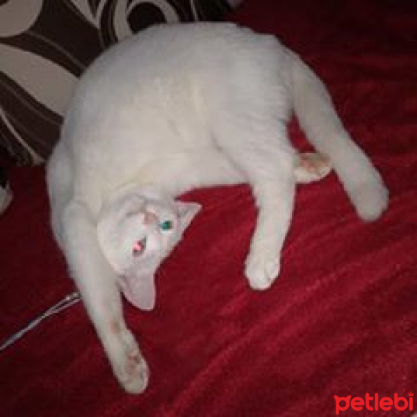 Ankara Kedisi, Kedi  dudu fotoğrafı