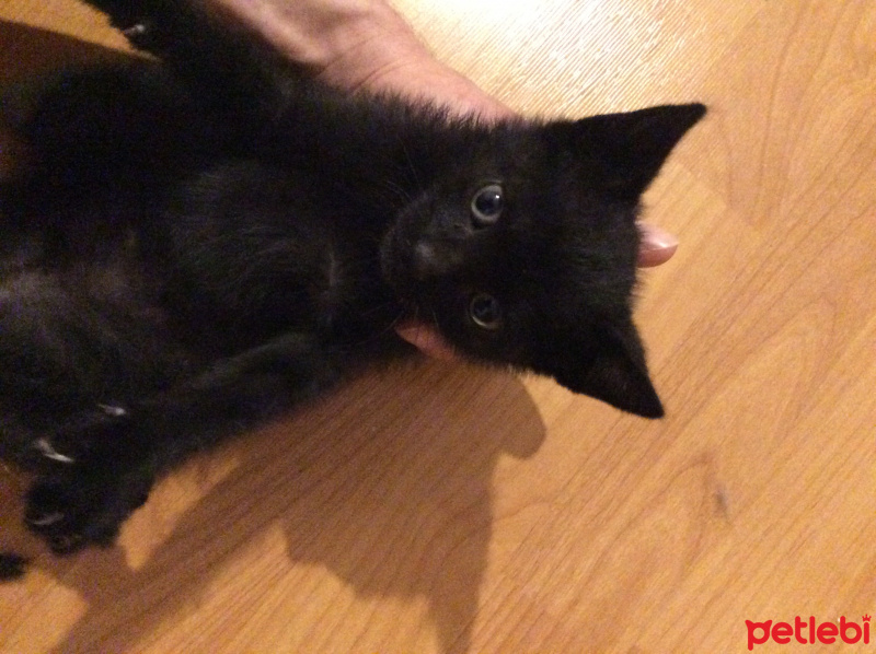 Bombay, Kedi Sekiz fotoğrafı