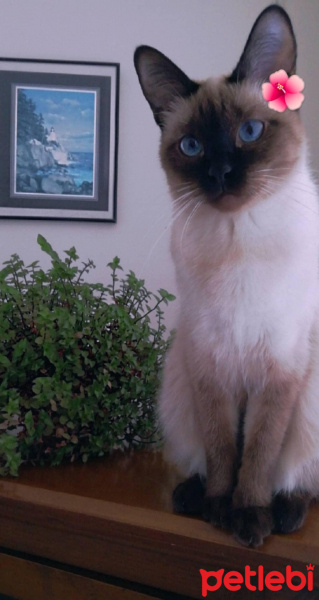 Siyam Kedisi, Kedi MİSHA fotoğrafı