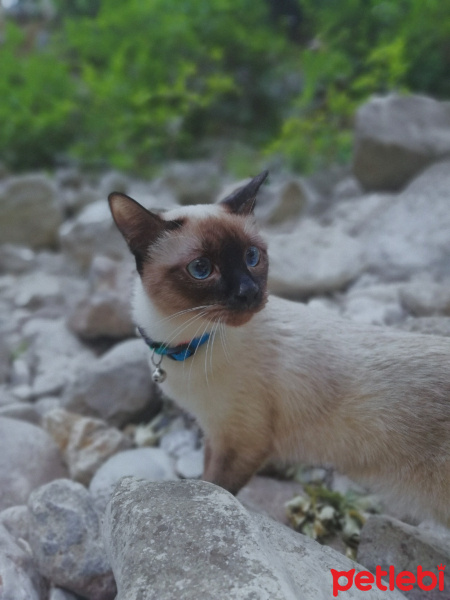 Siyam Kedisi, Kedi MİSHA fotoğrafı