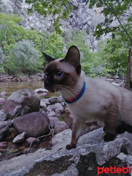 Siyam Kedisi, Kedi MİSHA fotoğrafı