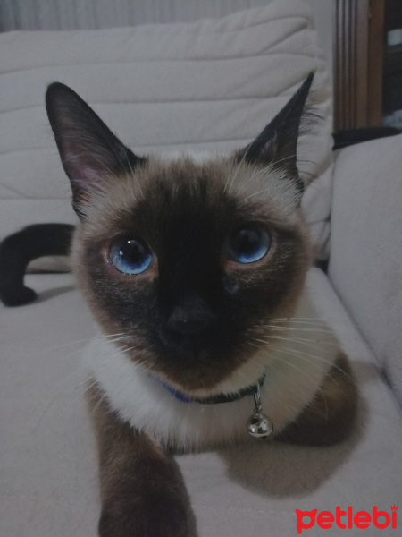 Siyam Kedisi, Kedi MİSHA fotoğrafı