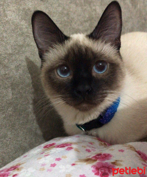 Siyam Kedisi, Kedi MİSHA fotoğrafı