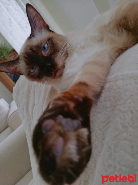 Siyam Kedisi, Kedi MİSHA fotoğrafı