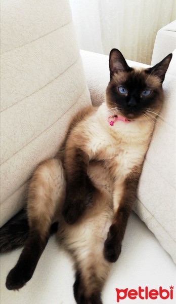 Siyam Kedisi, Kedi MİSHA fotoğrafı