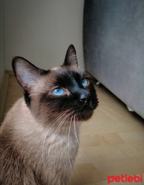 Siyam Kedisi, Kedi MİSHA fotoğrafı