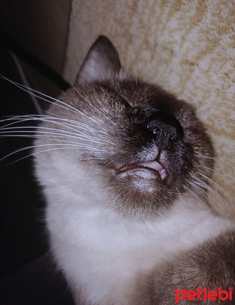 Siyam Kedisi, Kedi MİSHA fotoğrafı