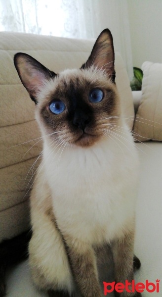 Siyam Kedisi, Kedi MİSHA fotoğrafı