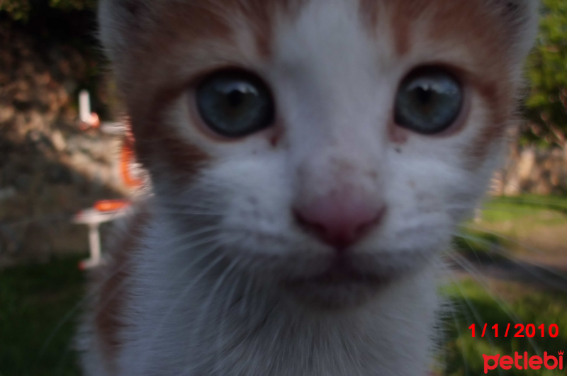 Tekir Kedi, Kedi Safir fotoğrafı