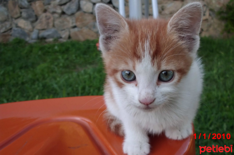 Tekir Kedi, Kedi Safir fotoğrafı