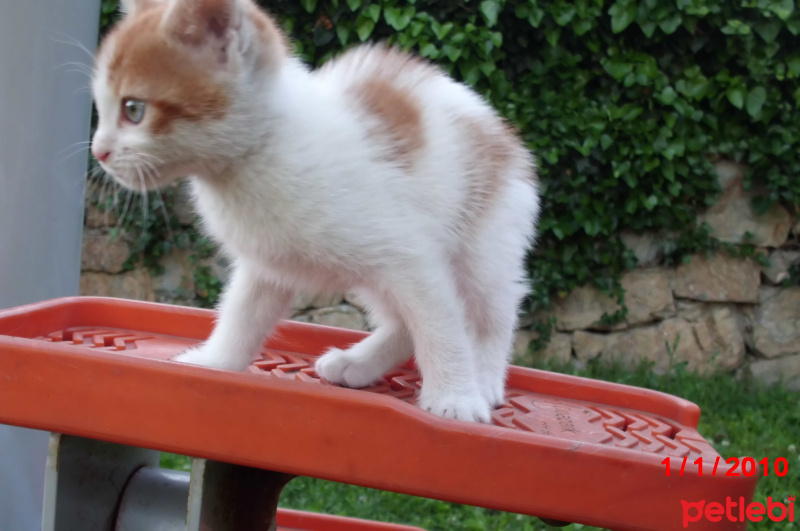 Tekir Kedi, Kedi Safir fotoğrafı