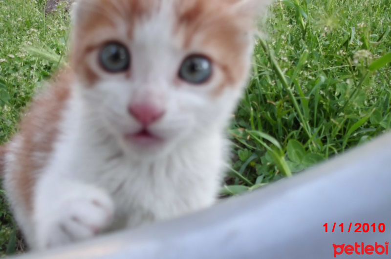 Tekir Kedi, Kedi Safir fotoğrafı