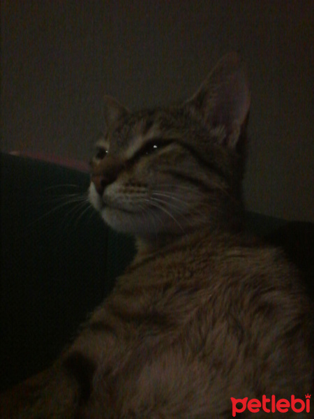 Tekir Kedi, Kedi şili fotoğrafı