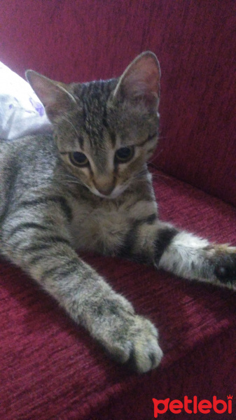 Tekir Kedi, Kedi şili fotoğrafı