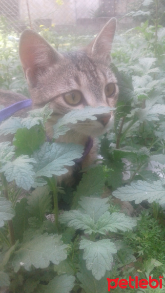 Tekir Kedi, Kedi şili fotoğrafı