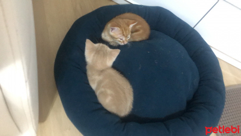 Tekir Kedi, Kedi Lui fotoğrafı