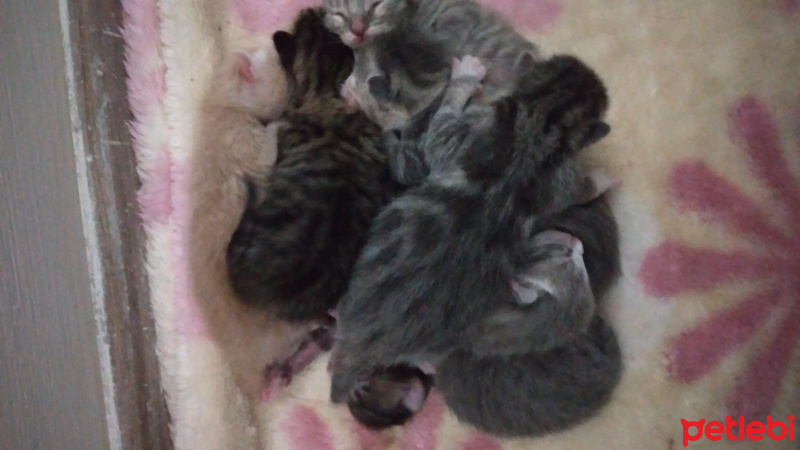 Tekir Kedi, Kedi 7 tane yavru kedi fotoğrafı