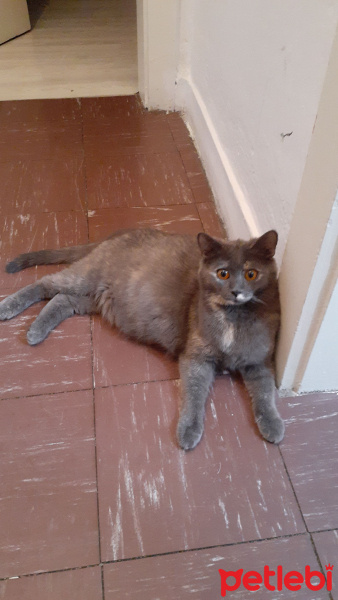 British Shorthair, Kedi Kizim fotoğrafı