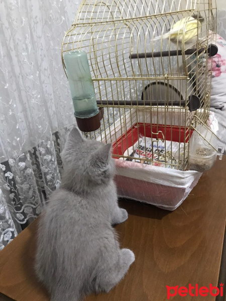 British Shorthair, Kedi Lina fotoğrafı