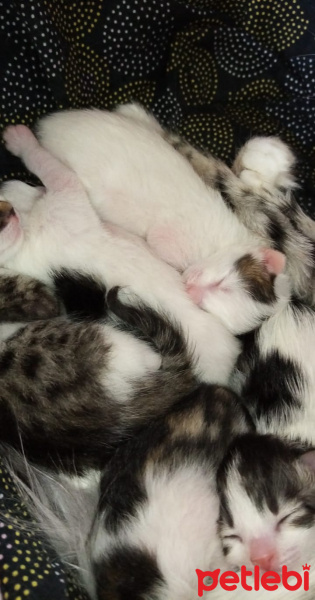 Norwegian Forest, Kedi Hira fotoğrafı