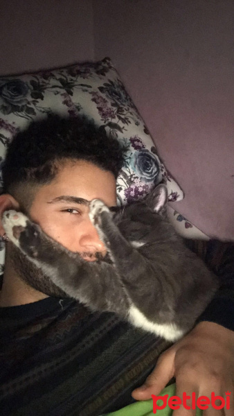 Sarman, Kedi Tom fotoğrafı
