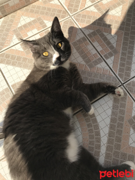 Sarman, Kedi Tom fotoğrafı