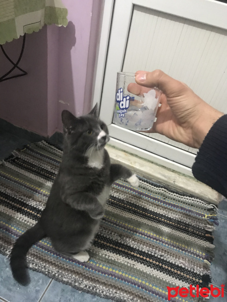 Sarman, Kedi Tom fotoğrafı