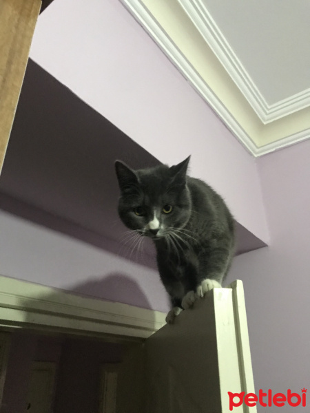 Sarman, Kedi Tom fotoğrafı