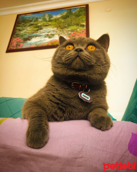British Shorthair, Kedi Amor fotoğrafı