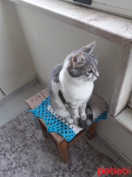 Tekir Kedi, Kedi Sakine fotoğrafı