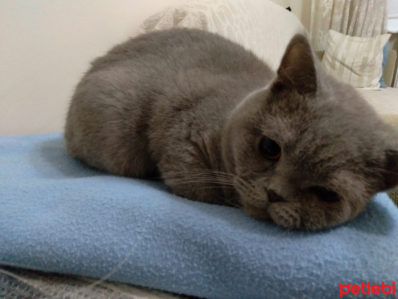 British Shorthair, Kedi sevimli haydutum fotoğrafı