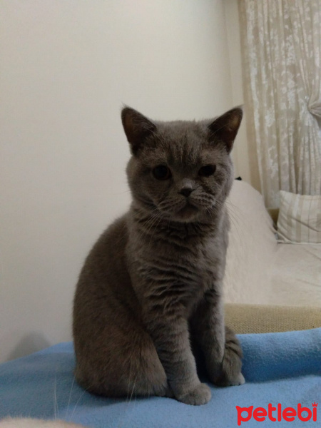 British Shorthair, Kedi sevimli haydutum fotoğrafı
