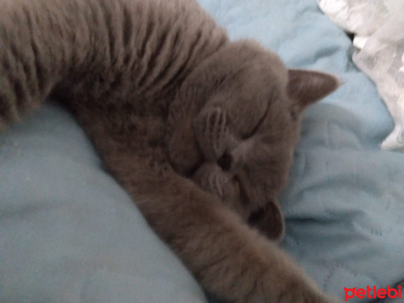 British Shorthair, Kedi sevimli haydutum fotoğrafı