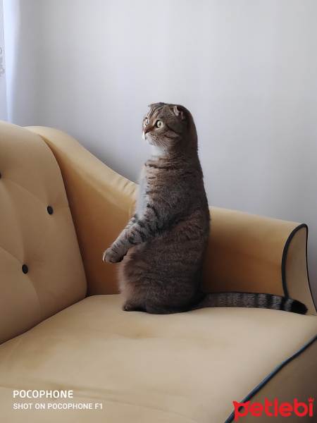 Scottish Fold, Kedi Oscar fotoğrafı