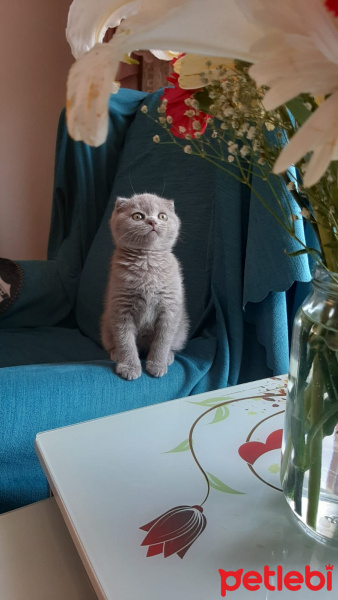 Scottish Fold, Kedi Mila fotoğrafı