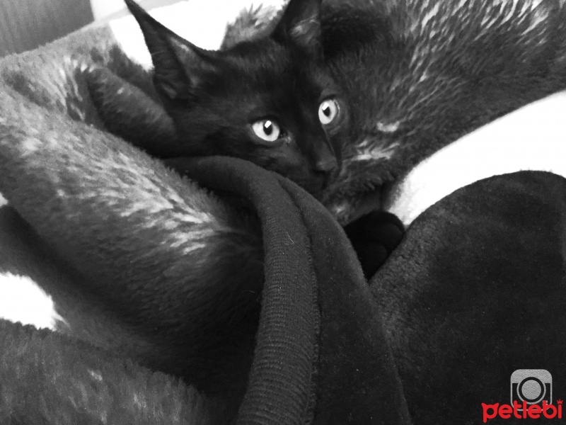 Bombay, Kedi  zeytin fotoğrafı