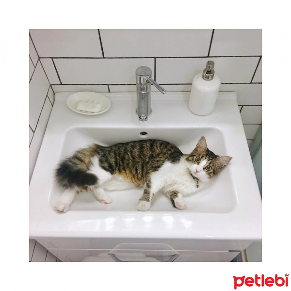 Tekir Kedi, Kedi Katya fotoğrafı