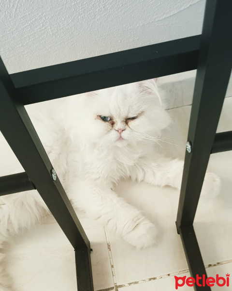 İran Kedisi (Persian), Kedi bambam fotoğrafı