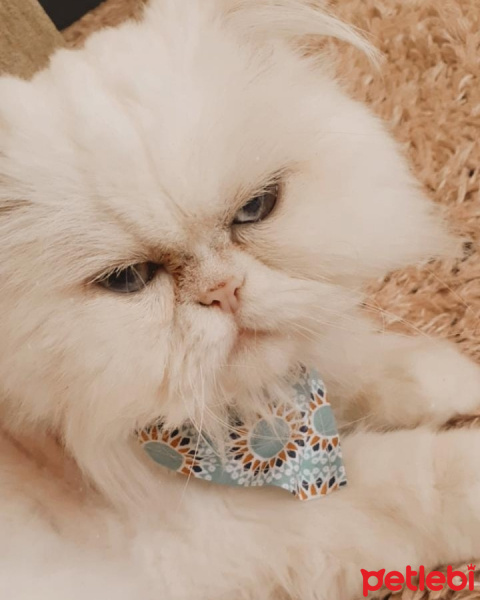 İran Kedisi (Persian), Kedi bambam fotoğrafı