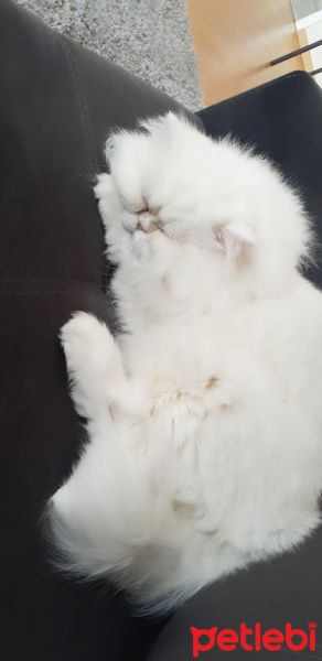 İran Kedisi (Persian), Kedi bambam fotoğrafı