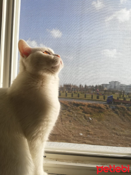 British Shorthair, Kedi Mess fotoğrafı