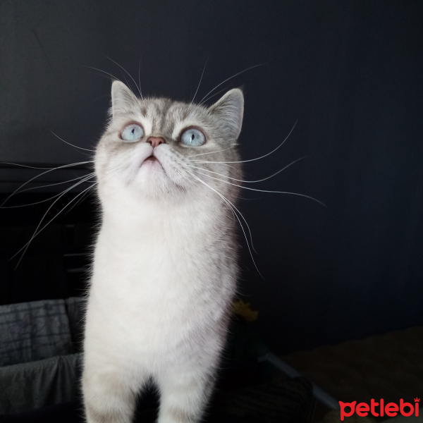 Scottish Fold, Kedi Hira fotoğrafı